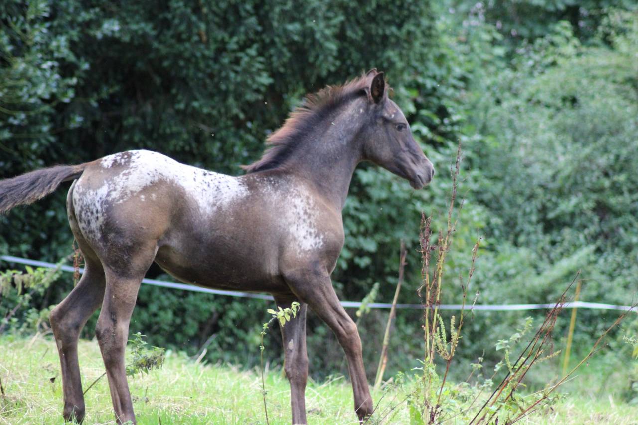 Pouliche DSA Black l&eacute;opard 