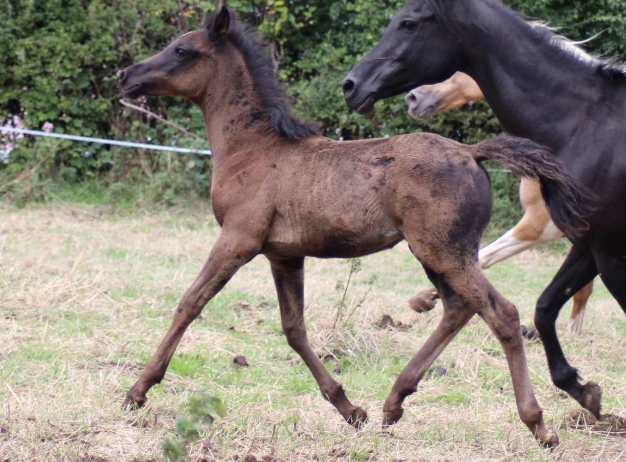 Poulain pur sang arabe Noir homozygote 