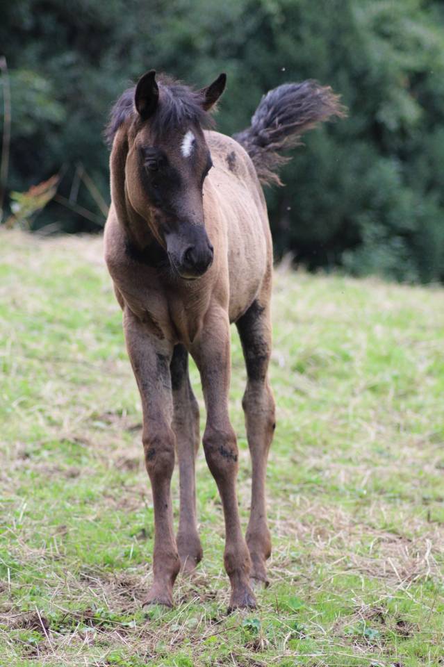 Poulain pur sang arabe Noir homozygote 