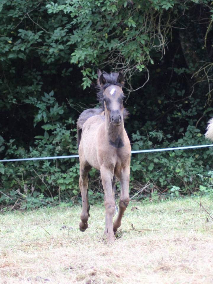 Poulain pur sang arabe Noir homozygote 