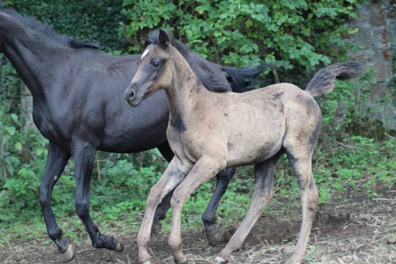 Poulain pur sang arabe Noir homozygote 