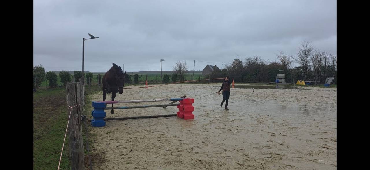 Cheval pleins papiers TF