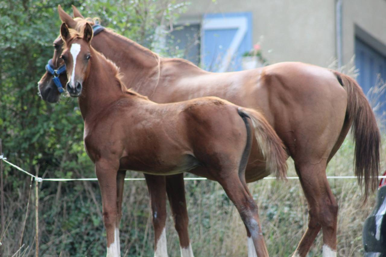 Poulain pur sang arabe endurance lign&eacute;e prestigieuse 