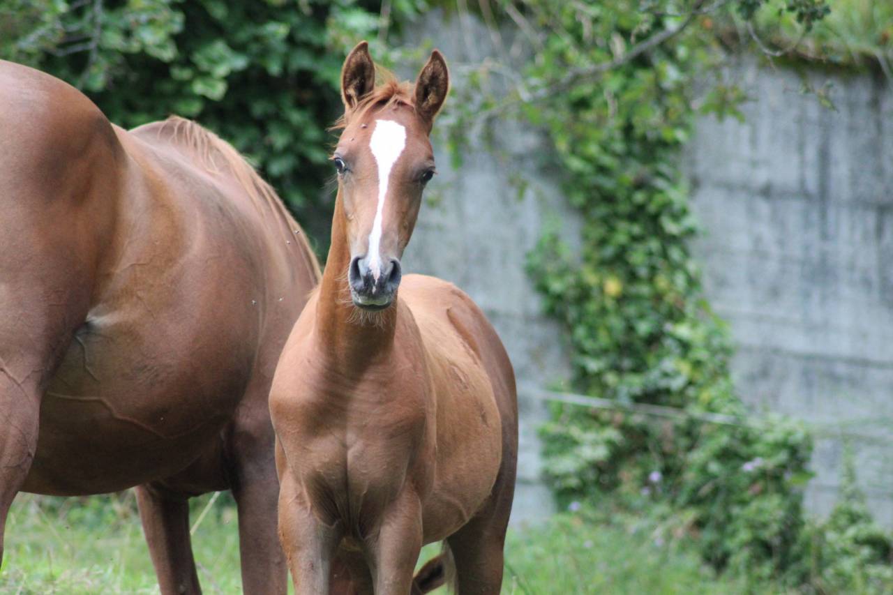 Poulain pur sang arabe endurance lign&eacute;e prestigieuse 