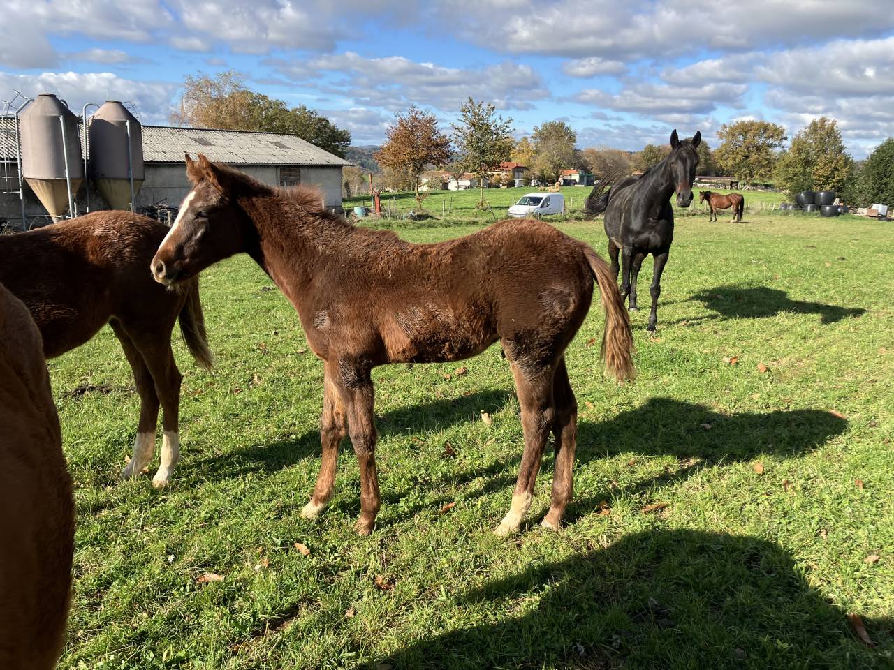 Foal AA par Chrome d’Ivraie