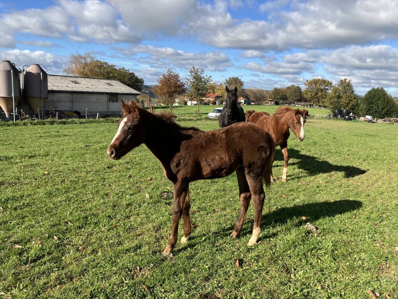 Foal AA par Chrome d’Ivraie