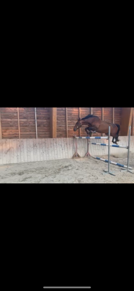 Jument 6 ans CSO / CCE