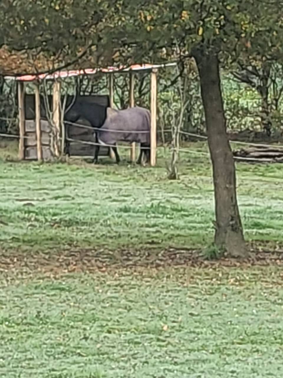 Pension pr&eacute; avec abris 