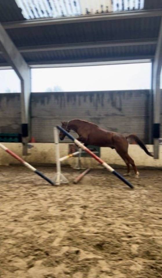 Trotteur fran&ccedil;ais 8ans 1m75 au garrot