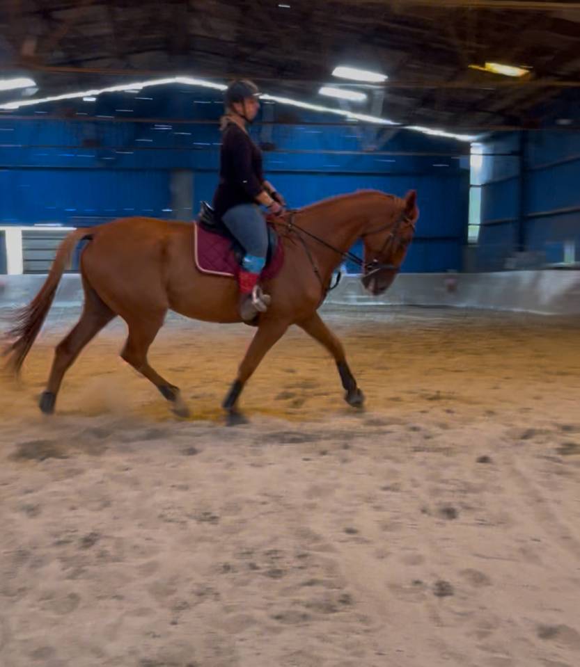 Trotteur fran&ccedil;ais 8ans 1m75 au garrot