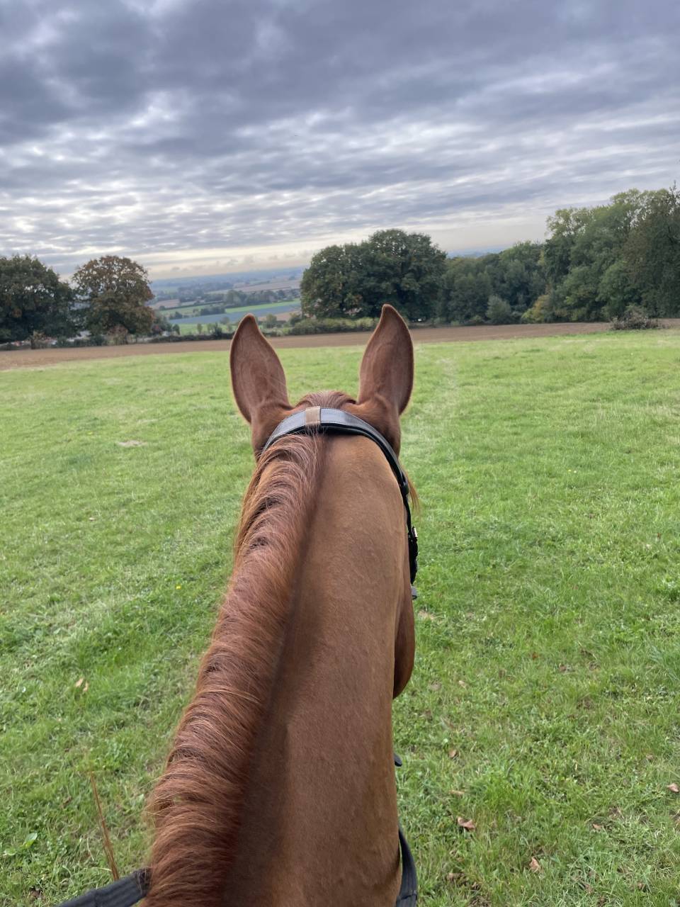 Trotteur fran&ccedil;ais 8ans 1m75 au garrot