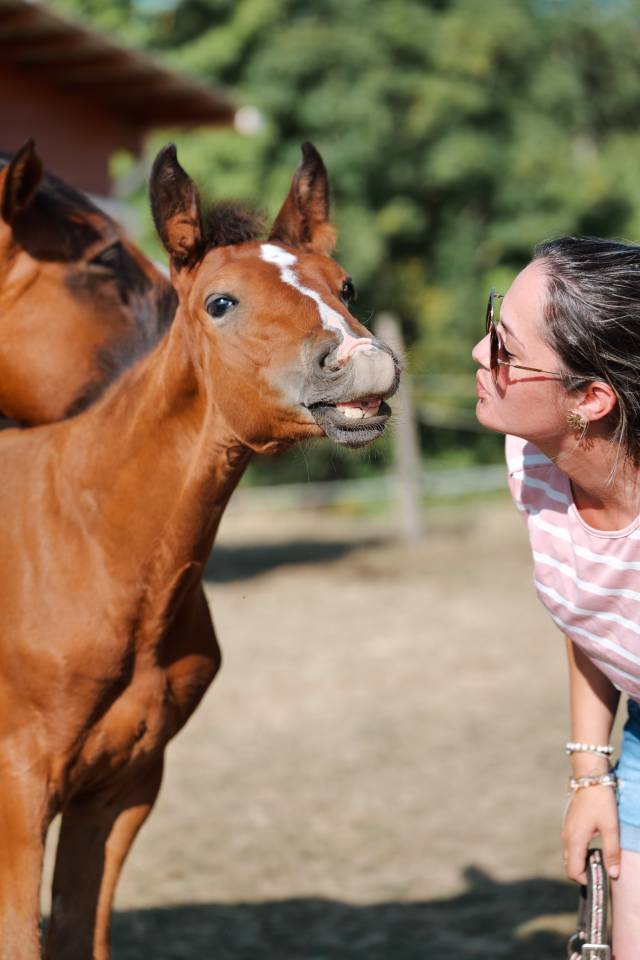 Male Selle Fran&ccedil;ais 2025 Chacco Blue II x Quick Star