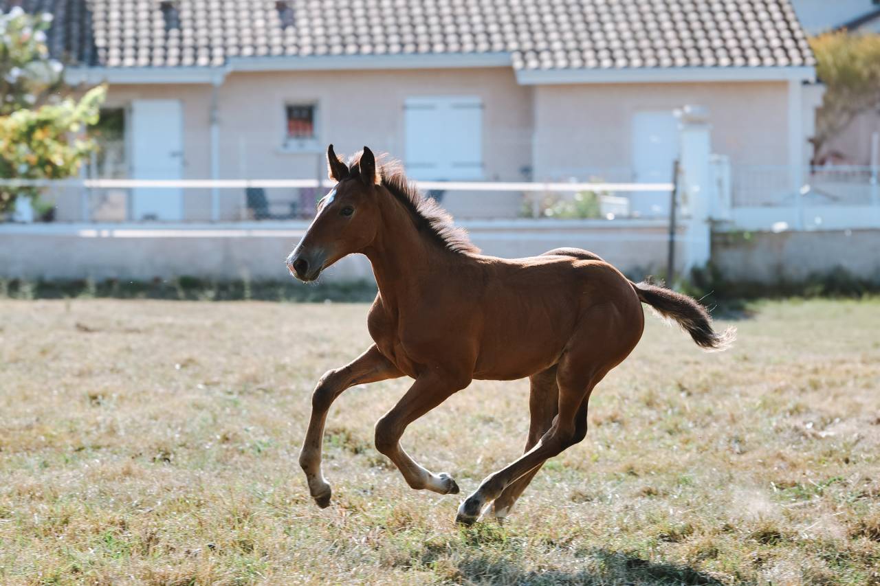 Male Selle Fran&ccedil;ais 2025 Chacco Blue II x Quick Star