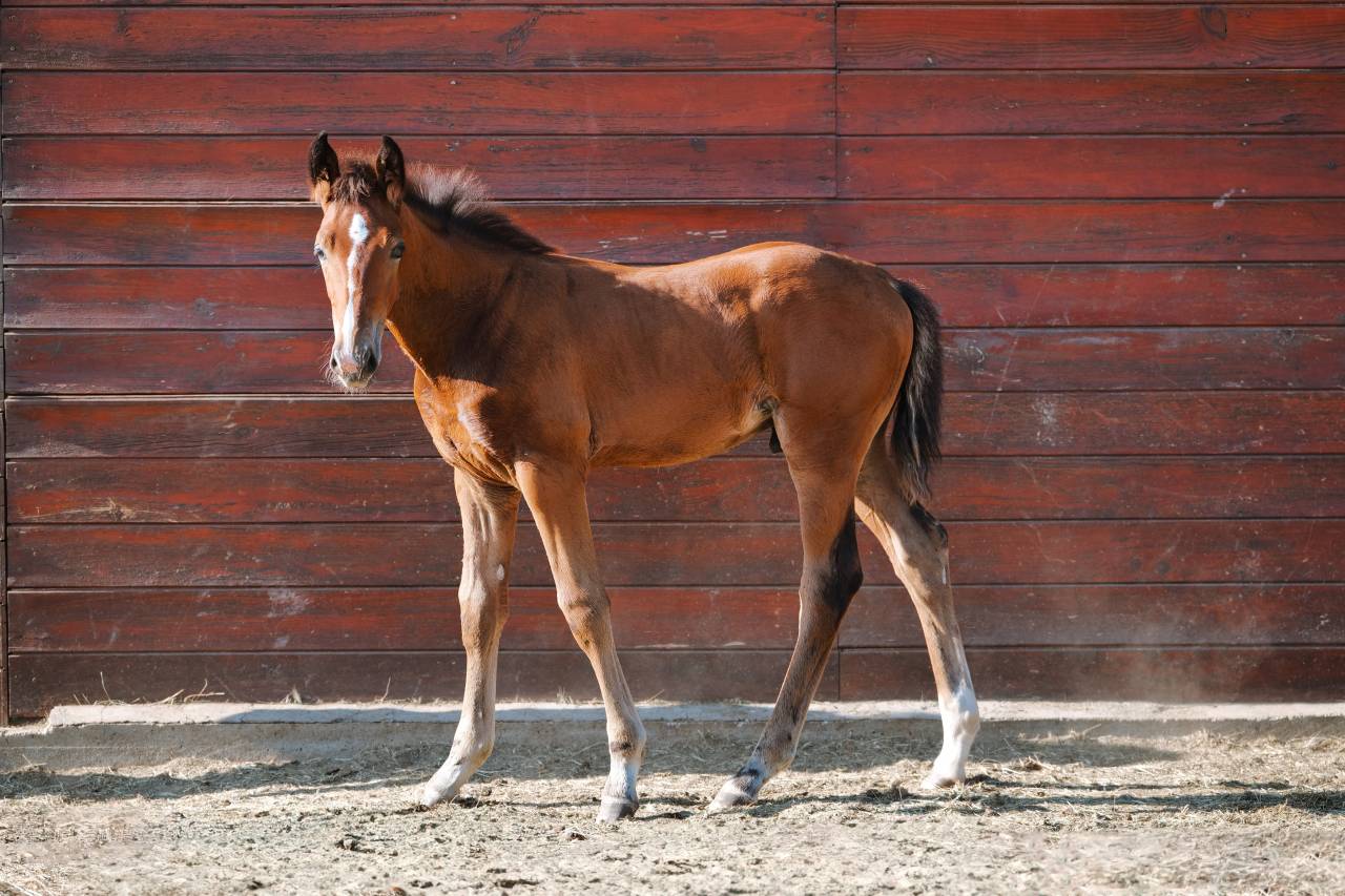 Male Selle Fran&ccedil;ais 2025 Chacco Blue II x Quick Star