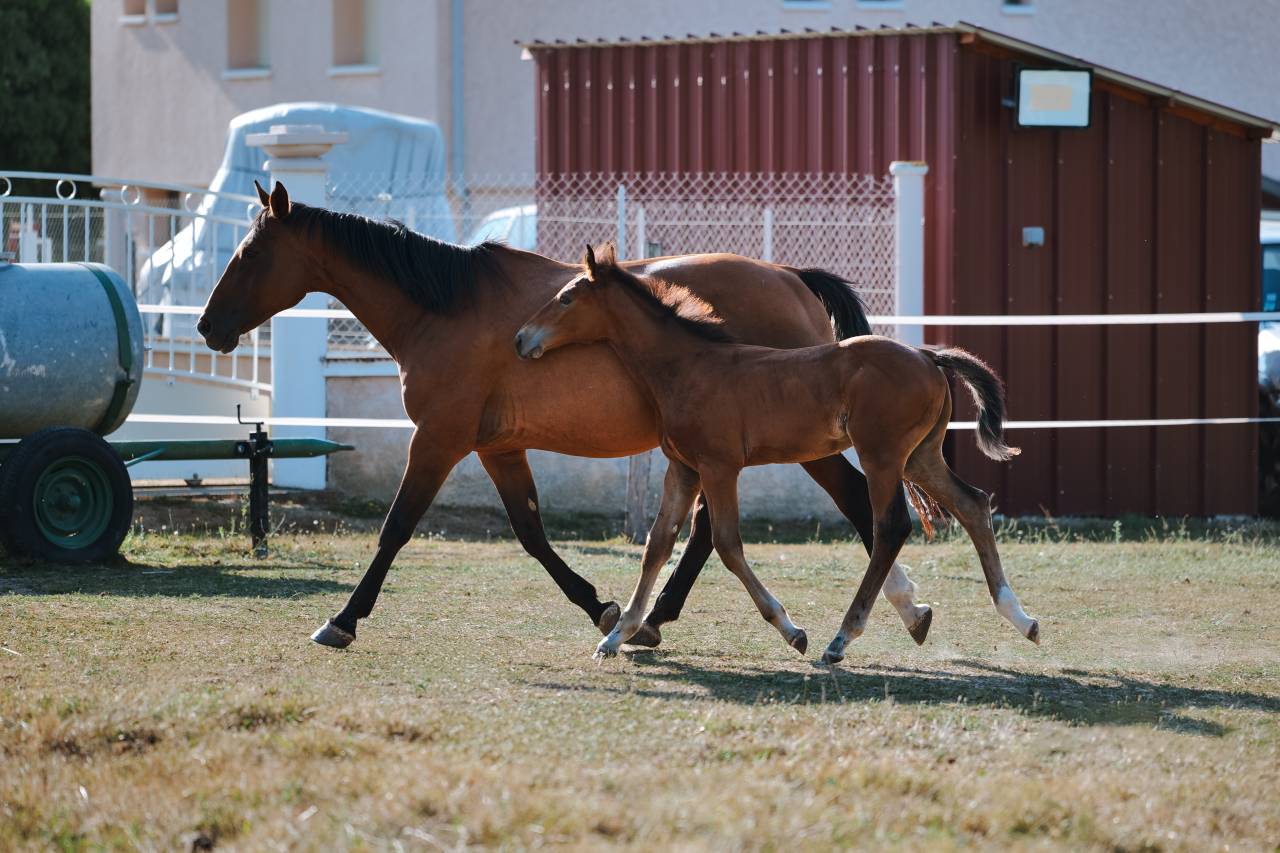 Male Selle Fran&ccedil;ais 2025 Chacco Blue II x Quick Star