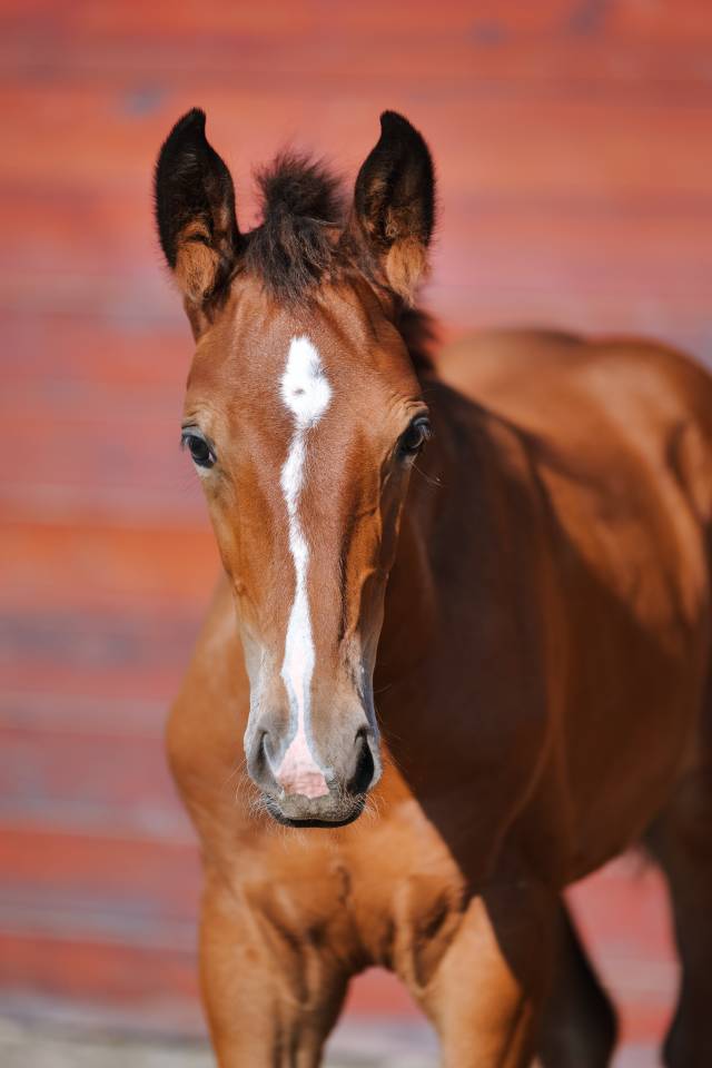 Male Selle Fran&ccedil;ais 2025 Chacco Blue II x Quick Star