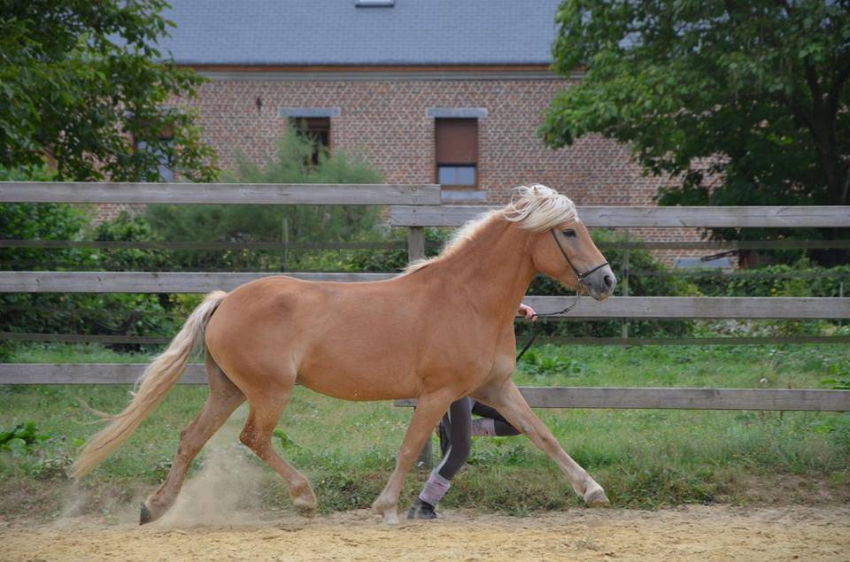 POULINIERE HAFLINGER PP Gestante