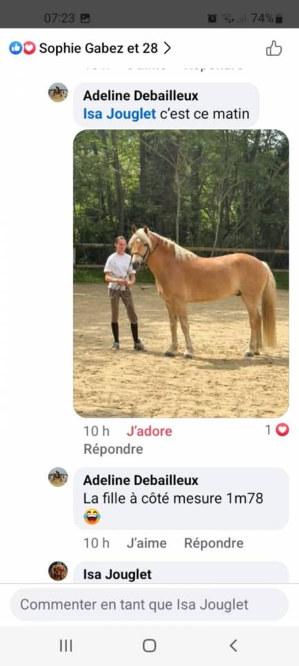 POULINIERE HAFLINGER PP Gestante