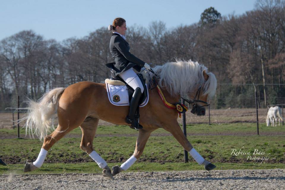 POULINIERE HAFLINGER PP Gestante
