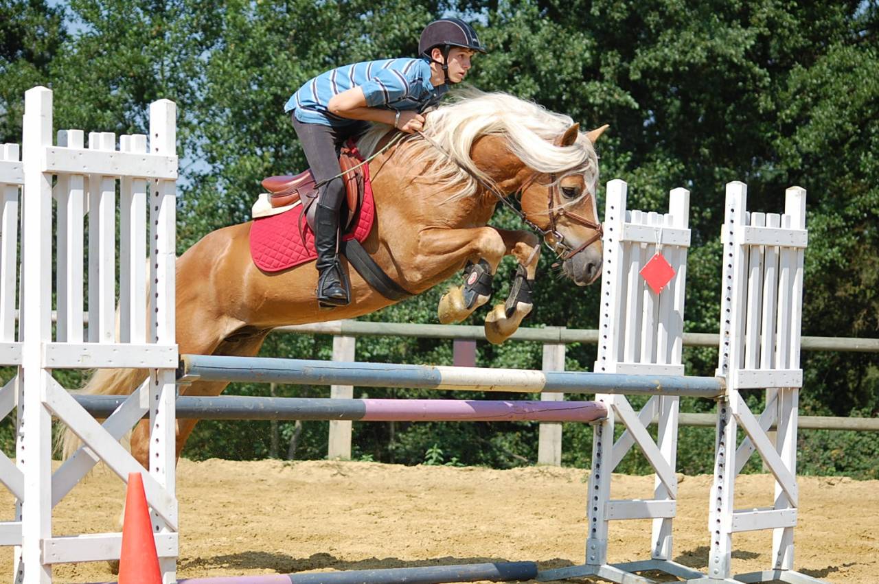 POULINIERE HAFLINGER PP Gestante