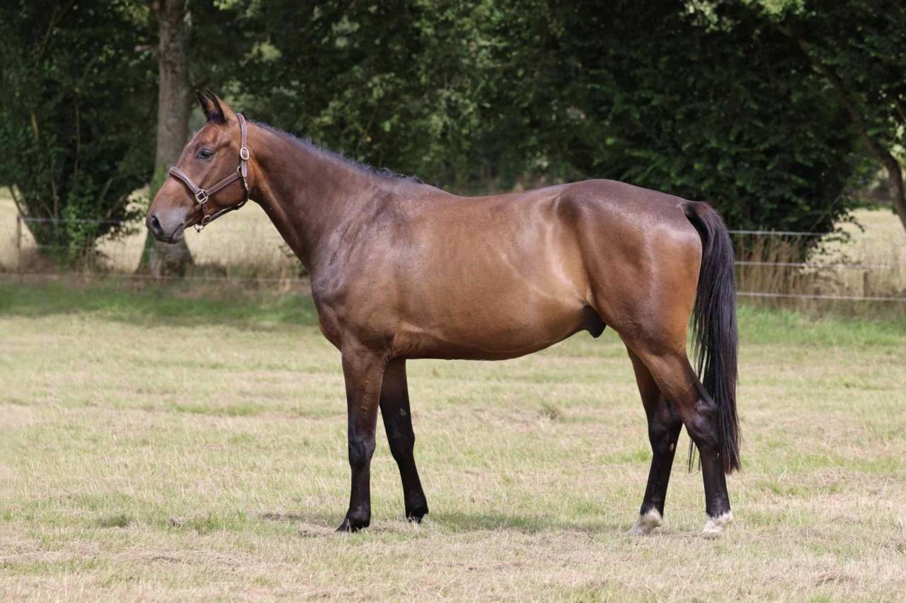 Prometteur hongre de 4 ans par Conthargos x Diamant 