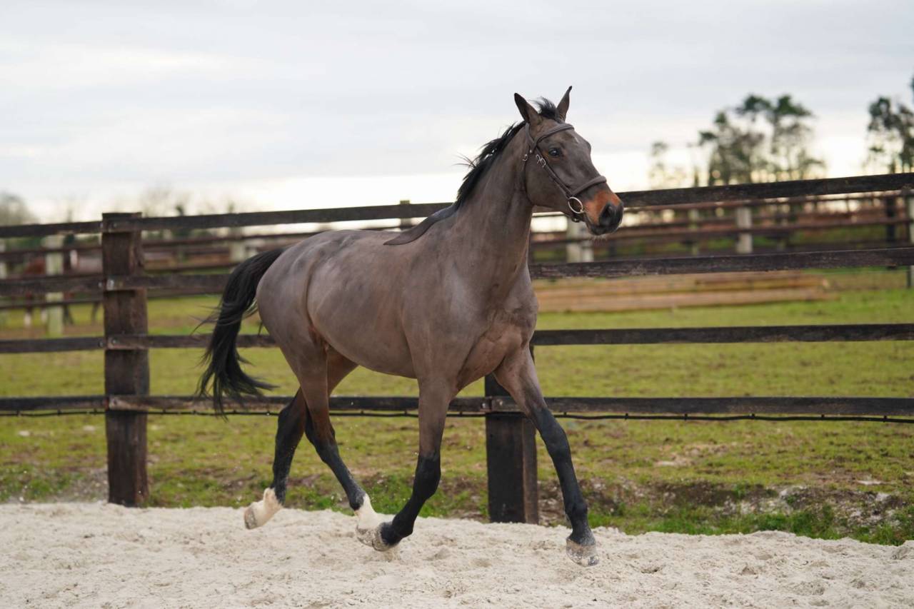 Prometteur hongre de 5 ans par Conthargos x Diamant 