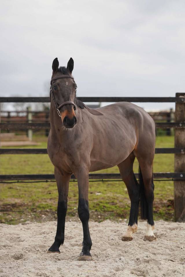 Prometteur hongre de 5 ans par Conthargos x Diamant 