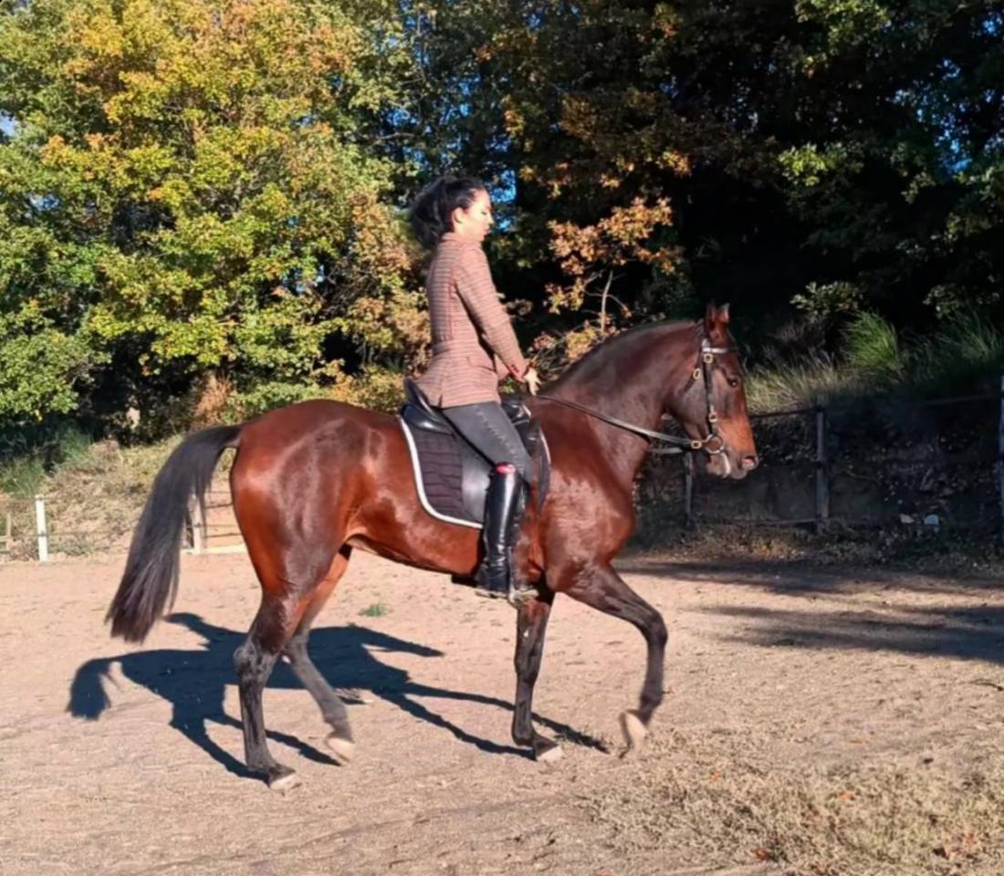 Tr&egrave;s belle et grande jument