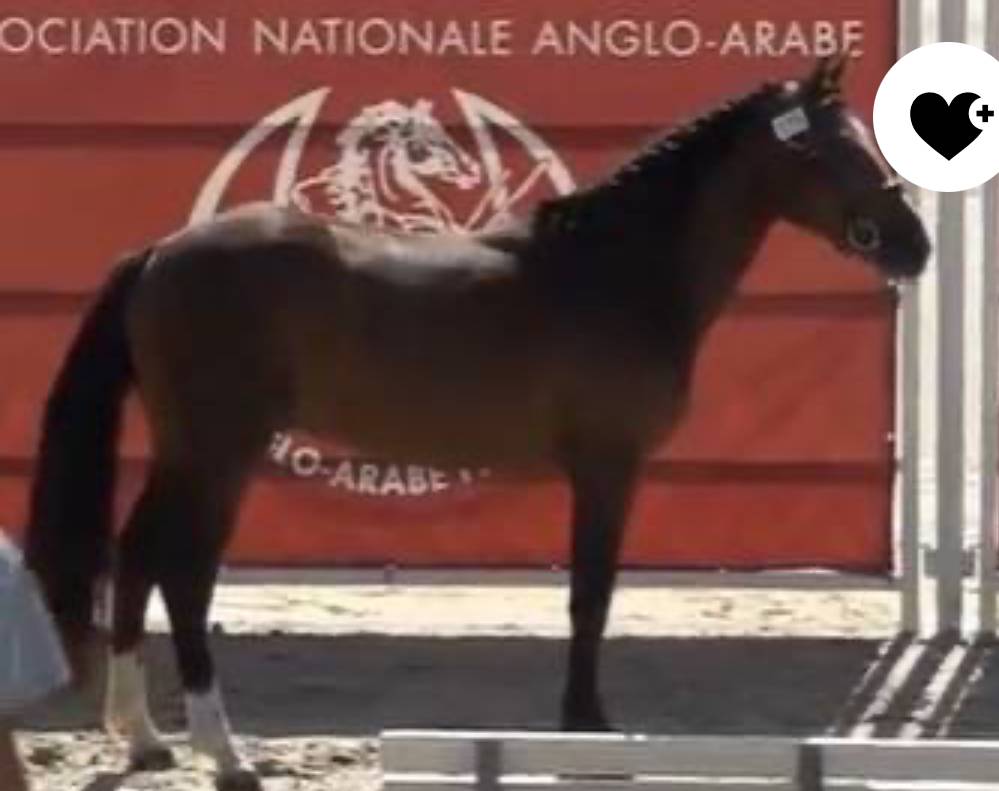 Mâle de 3 ans concentré de génétique 