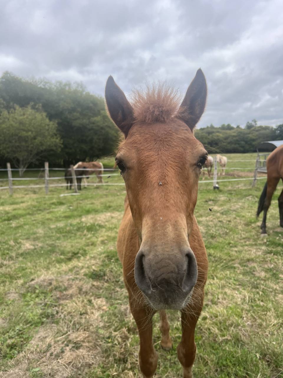 Joli poulain type New Forest de croisement 