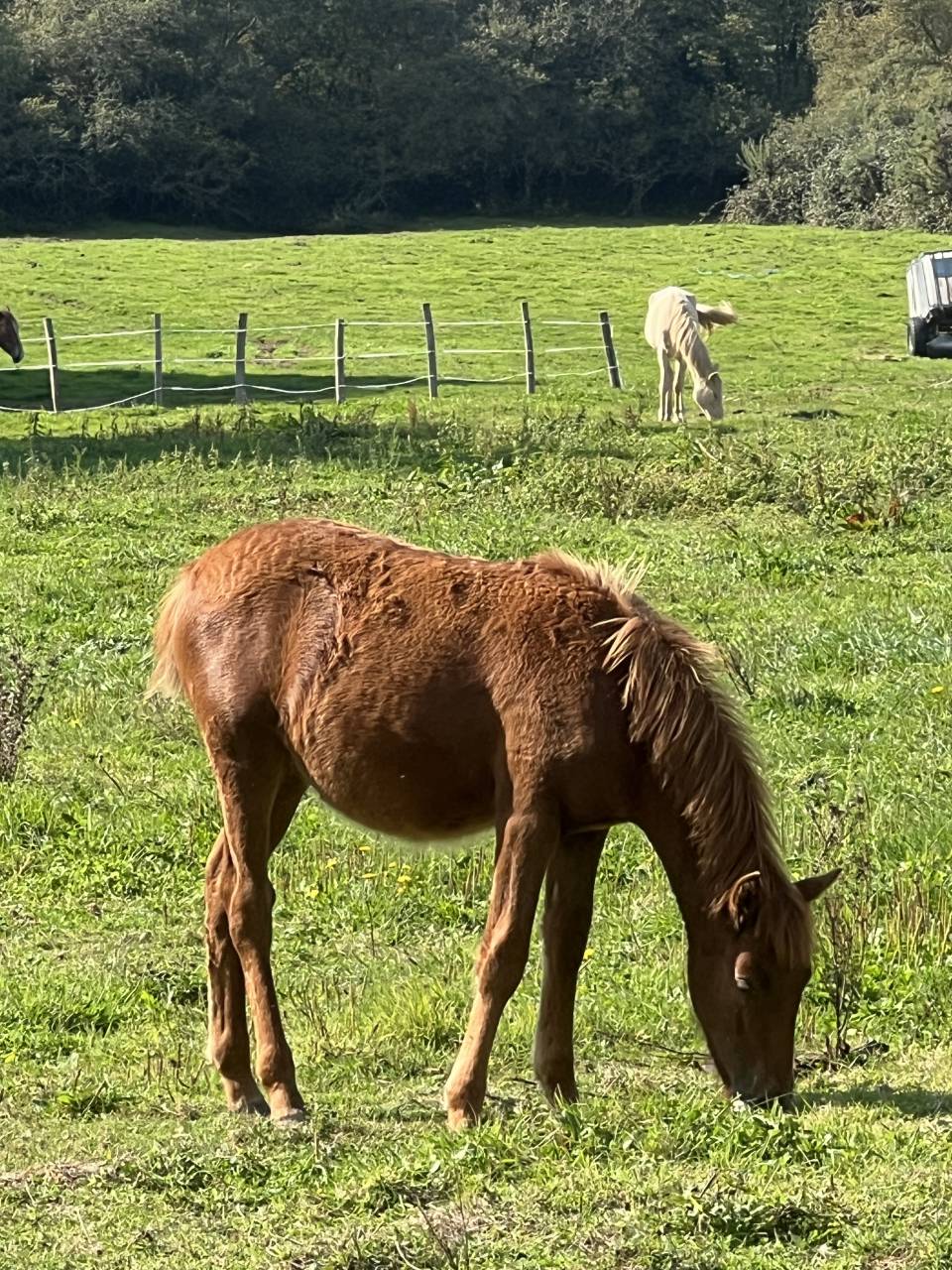 Joli poulain type New Forest de croisement 