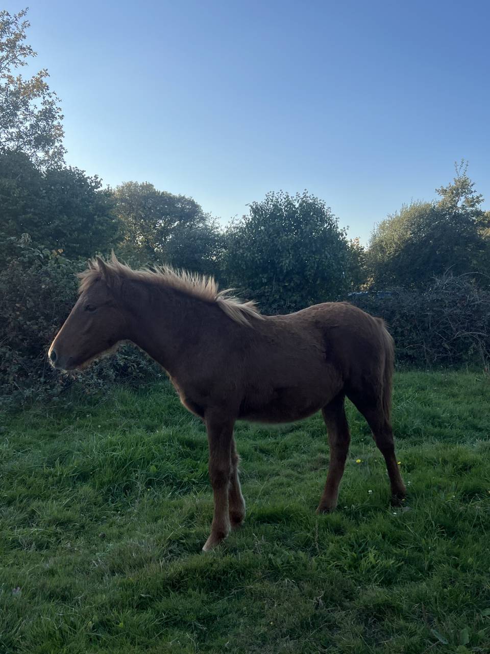 Joli poulain type New Forest de croisement 