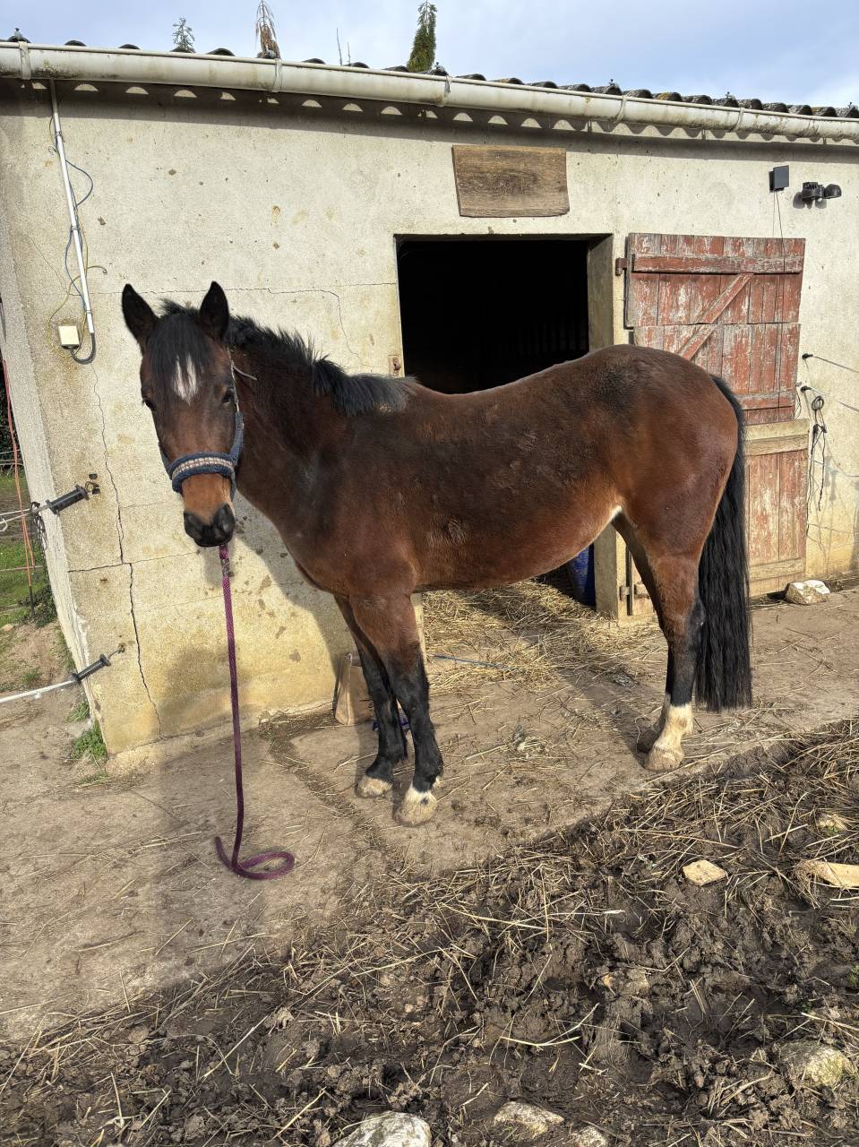 À vendre Moonlight Royal grande ponette de 1, 45 m