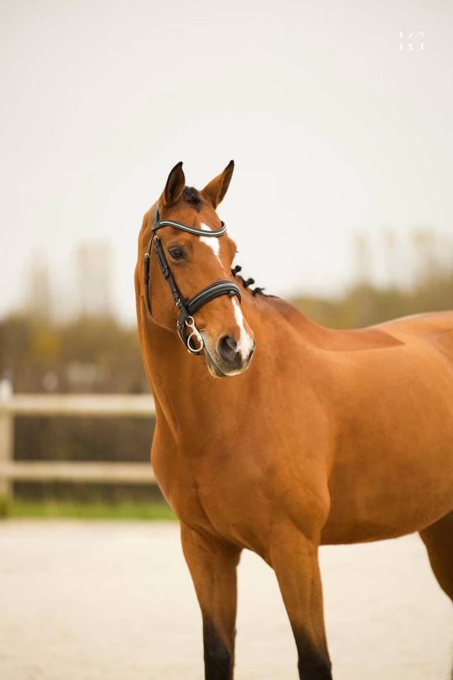 &Agrave; Vendre Jument Oldenbourg de 9 ans