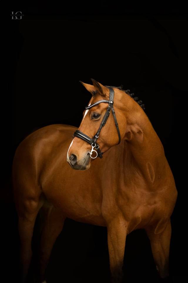 &Agrave; Vendre Jument Oldenbourg de 9 ans