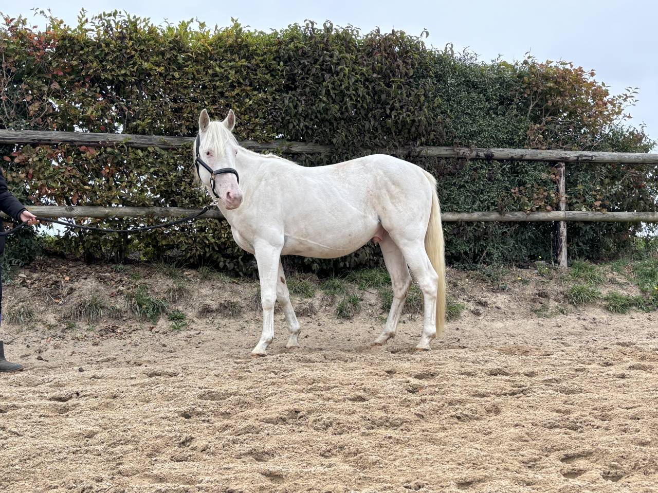 Poney loisir PP Appaloosa