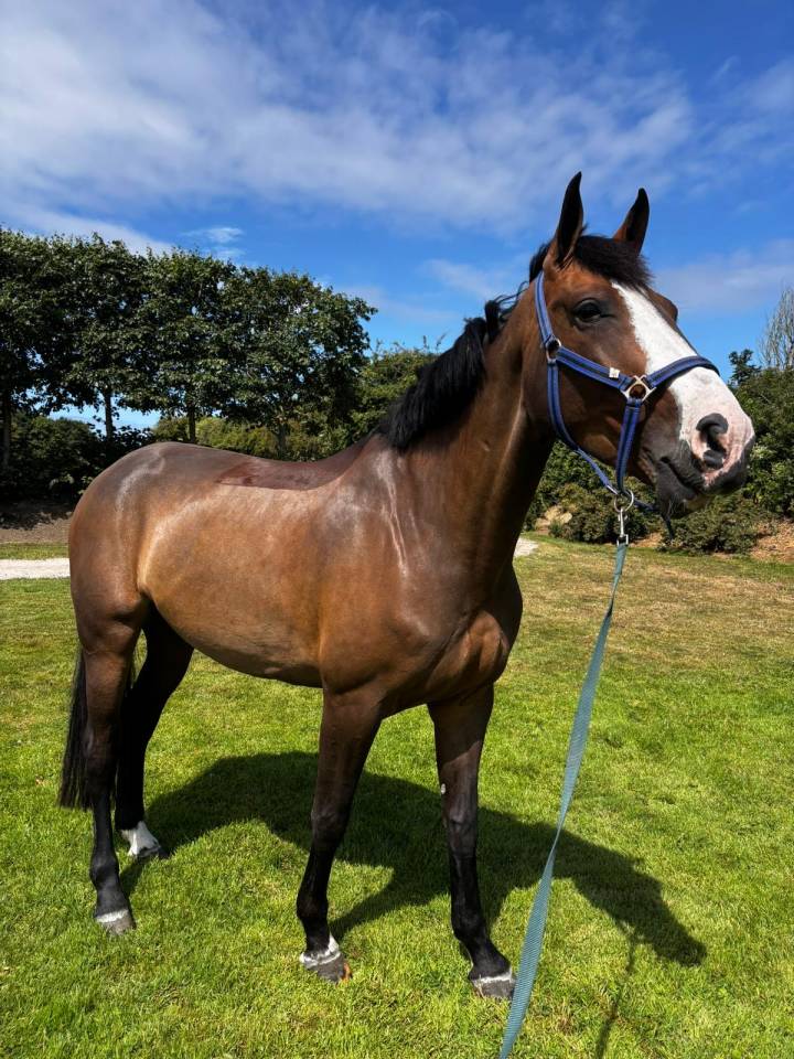 à vendre / Opale des Bergeries 