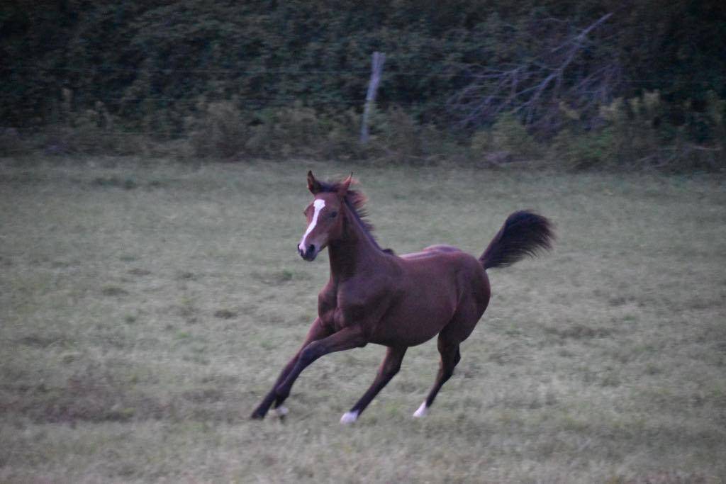 SF- pouliche prendra 2 ans en 2026, Baie