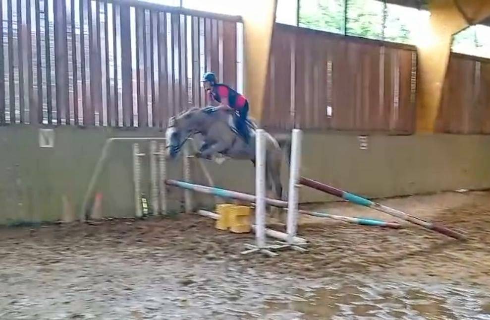 Jument SF 3 ans par Diabau x Allegretto 