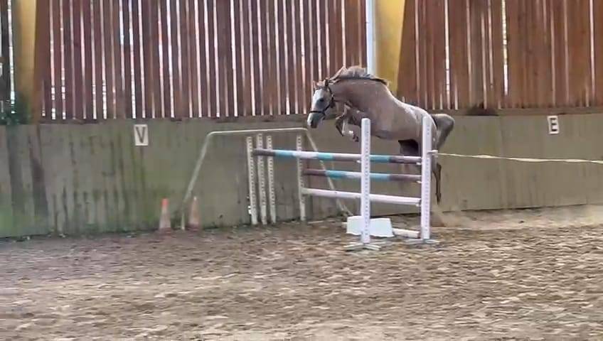 Jument SF 3 ans par Diabau x Allegretto 