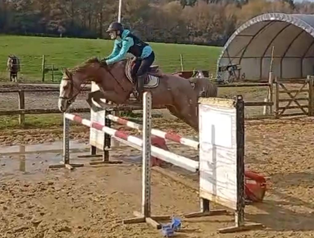 Jument SF 3 ans par Diabau x Allegretto 