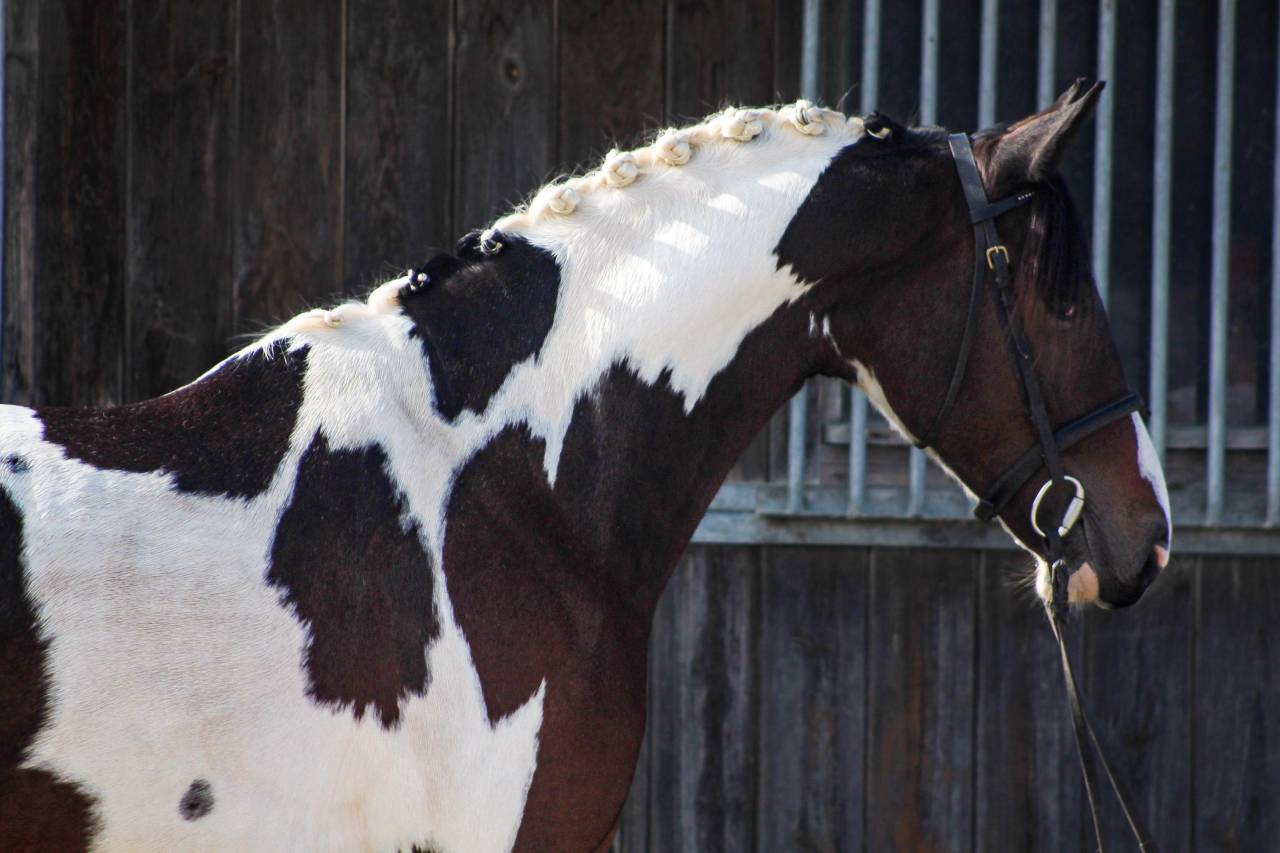 Beau poney D pie, idéal CCE 