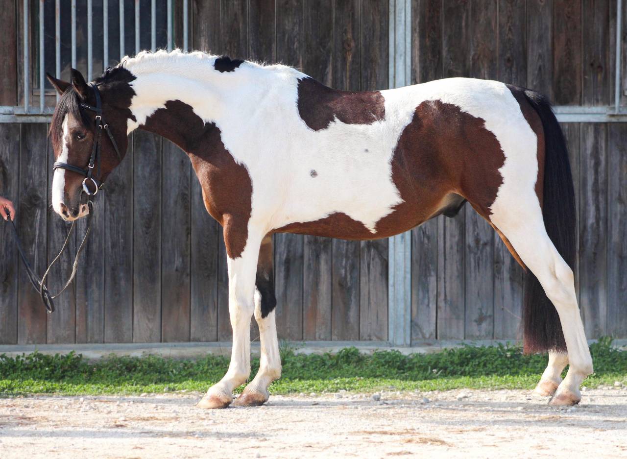 Beau poney D pie, idéal CCE 