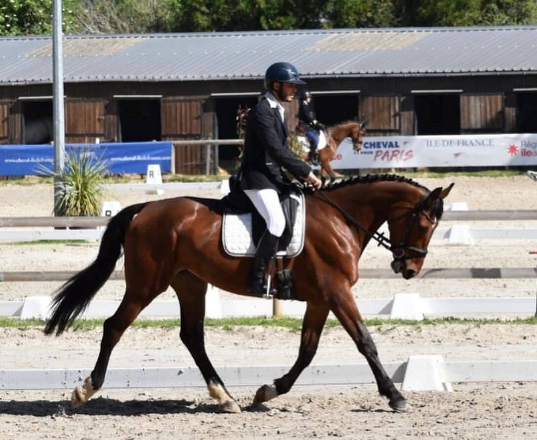 ? À VENDRE – JUMENT DE SPORT ?