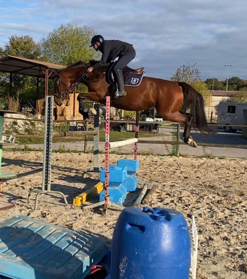 ? À VENDRE – JUMENT DE SPORT ?