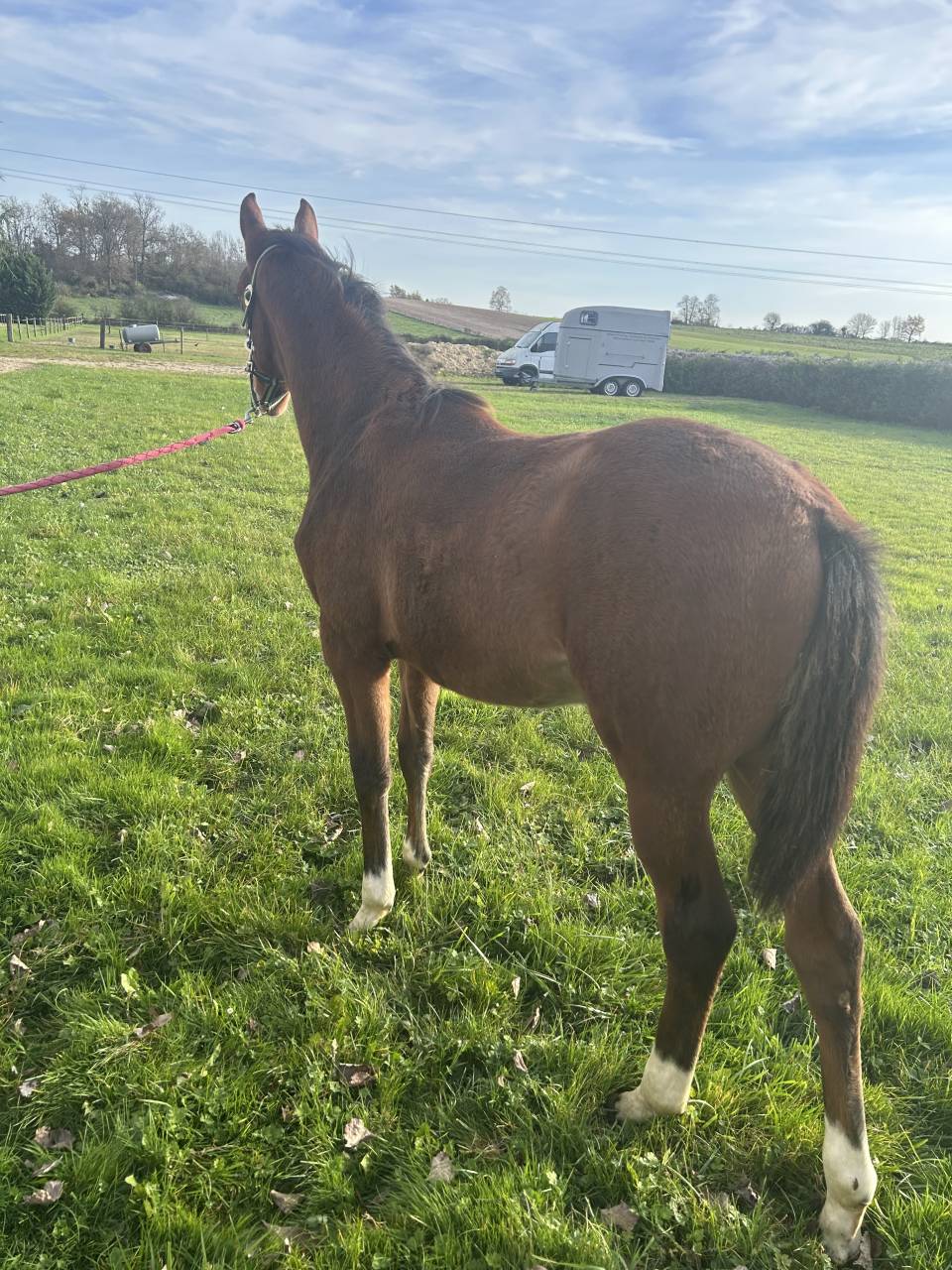 poulain par cannabis d’albain (baloubet)