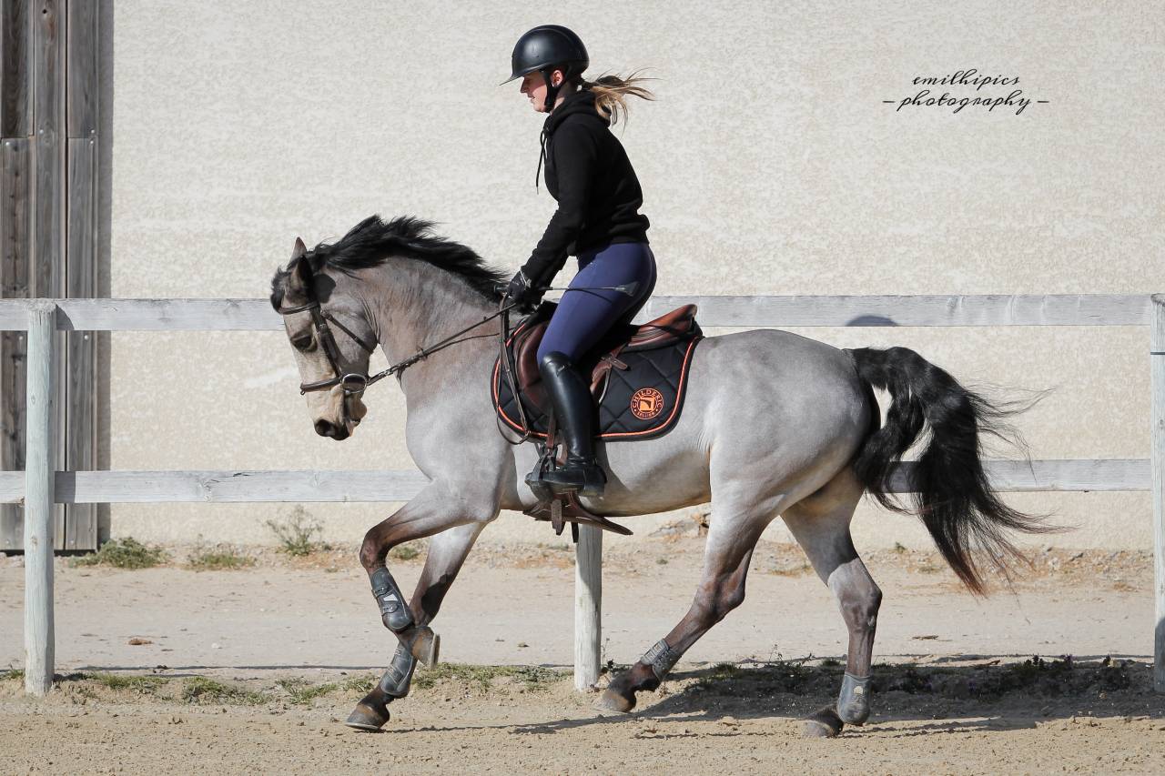 ? Pension poney Connemara