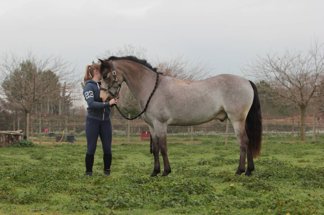 ? Pension poney Connemara