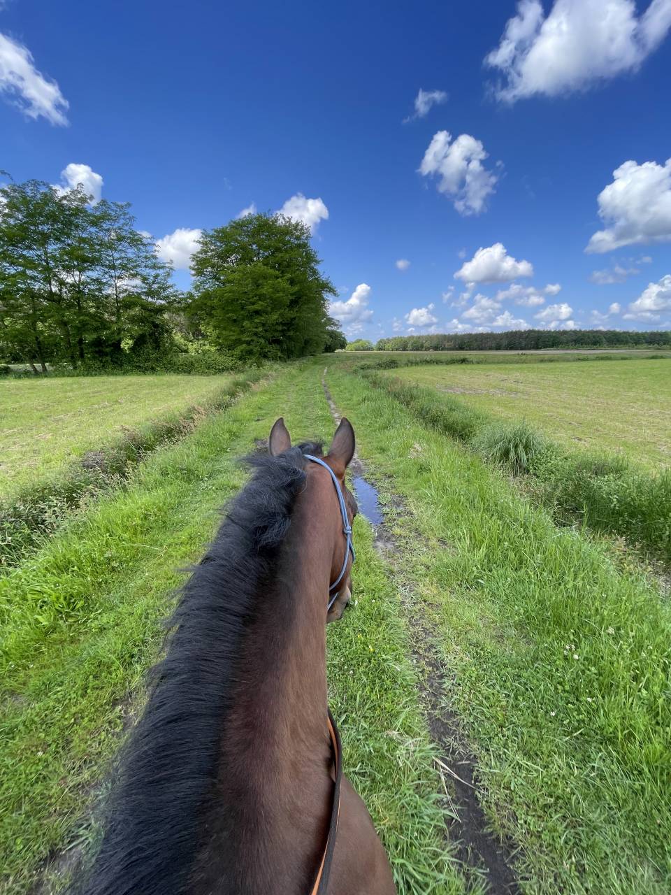 Demi-pension avec option d’achat 