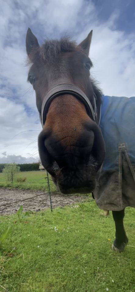 Demi-pension avec option d’achat 